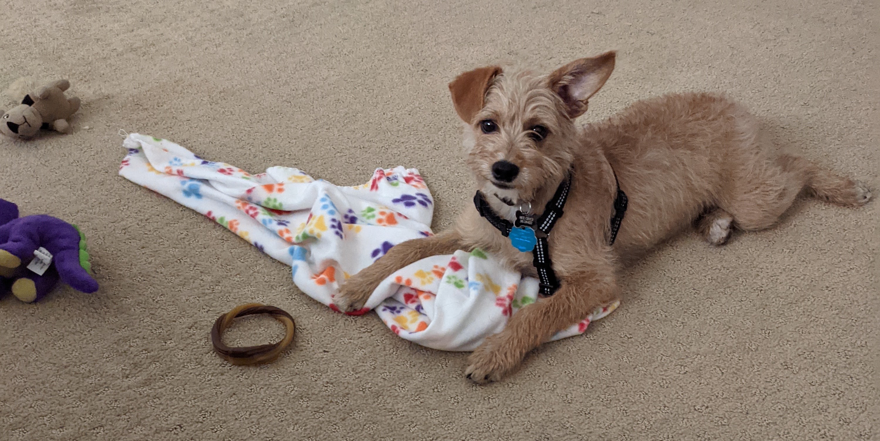 Hank the dog